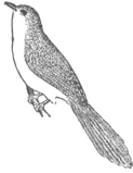 Description images/pp0527 1