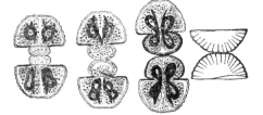 Description images/pp0565 1