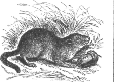 Description images/pp0589 1