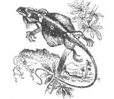 Description images/pp0592 1