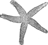 Description images/pp0023 1