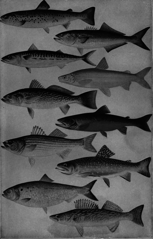 Description images/pp0128 1