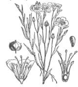 Description images/pp0133 1