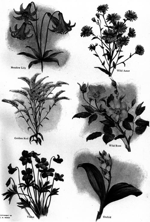 Description images/pp0138 1