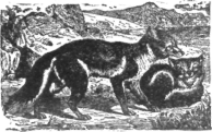 Description images/pp0156 1
