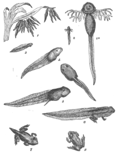 Description images/pp0172 1