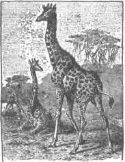 Description images/pp0223 1