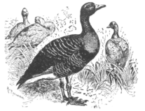 Description images/pp0235 2