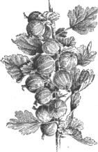 Description images/pp0236 1