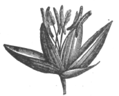 Description images/pp0250 1