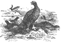 Description images/pp0263 1