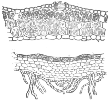 Description images/pp0322 1