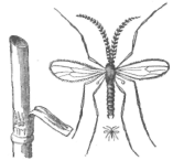 Description images/pp0328 1