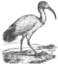 Description images/pp0377 2