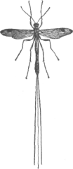 Description images/pp0381 1