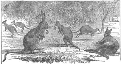 Description images/pp0458 1