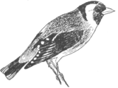 Description images/pp0475 1
