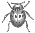 Description images/pp0489 1