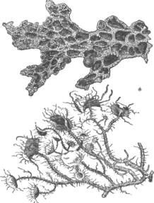 Description images/pp0536 1