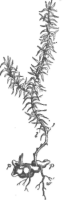 Description images/pp0002 1