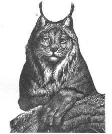 Description images/pp0004 1