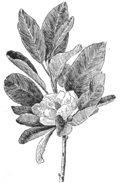 Description images/pp0024 1