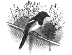 Description images/pp0024 2