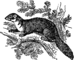 Description images/pp0056 1