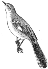 Description images/pp0127 1