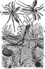 Description images/pp0152 1