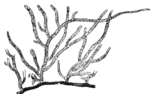 Description images/pp0166 1