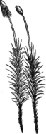 Description images/pp0166 2