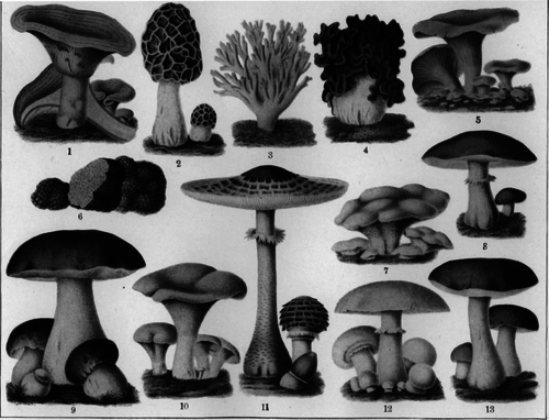 Description images/pp0168 1