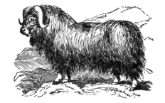 Description images/pp0176 1