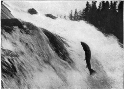 Description images/pp0195 1