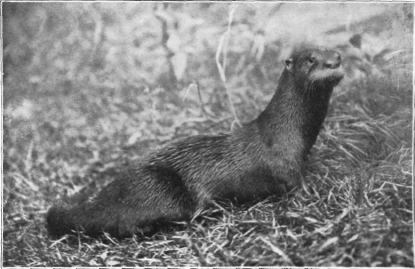 Description images/pp0196 1