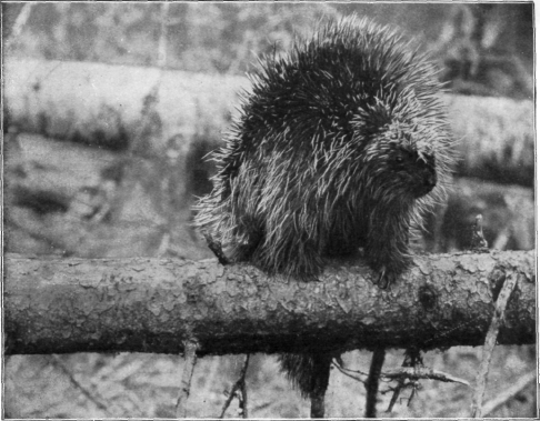Description images/pp0196 2