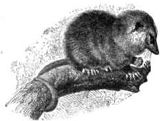 Description images/pp0278 1