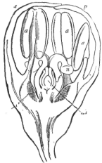 Description images/pp0294 2
