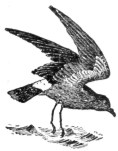 Description images/pp0358 2