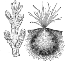 Description images/pp0360 1