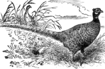 Description images/pp0360 2