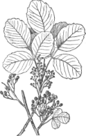 Description images/pp0409 2