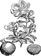 Description images/pp0424 1