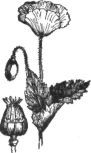 Description images/pp0429 1
