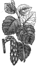 Description images/pp0429 3