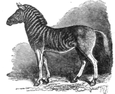Description images/pp0471 1