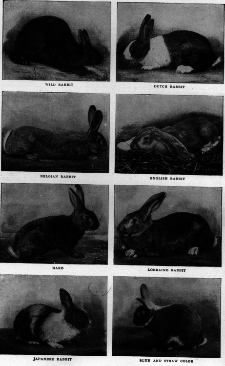 Description images/pp0479 1