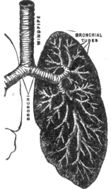 Description images/pp0506 1