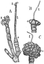 Description images/pp0512 1